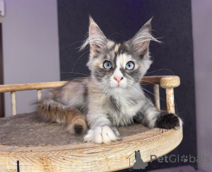 Photo №3. Rare chaton Calico Maine Coon dilué aux yeux bleus doux et époustouflant. Pologne
