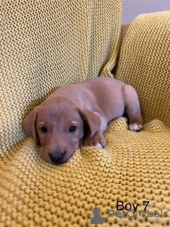 Photo №3. Wunderschöner Wurf MIT 7 Labrador-Welpen. Allemagne