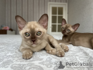 Photo №3. Chatons birmans avec pedigree. La finlande