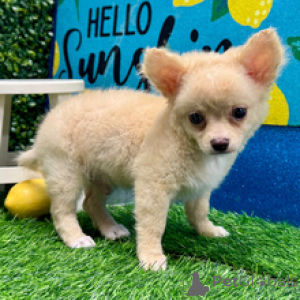 Photo №3. Rencontrez le magnifique chiot chihuahua à poil long Weston prêt à entrer dans. Allemagne