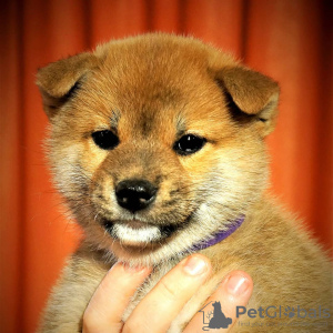 Photos supplémentaires: Les chiots Shiba Inu du chenil Yukashi recherchent les meilleurs propriétaires