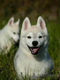 Photos supplémentaires: De beaux chiots Husky, vos fidèles compagnons !