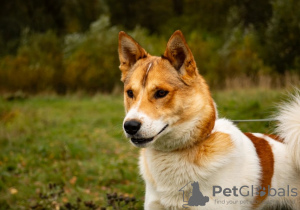Photo №2 de l'annonce № 29974 de la vente chien bâtard - acheter à Fédération de Russie annonce privée