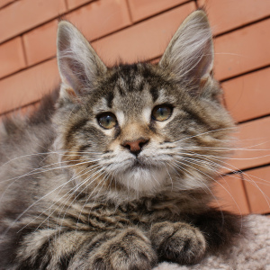 Photo №4. Je vais vendre maine coon en ville de Rostov-sur-le-Don. de la fourrière - prix - 482€