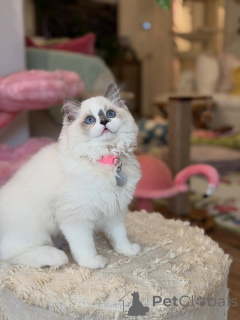 Photo №1. ragdoll - à vendre en ville de Glendalyugh | négocié | Annonce № 156477