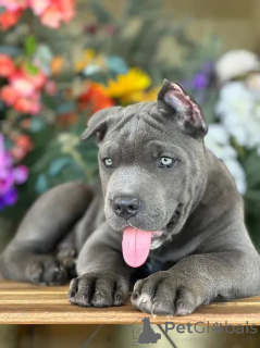 Photo №4. Je vais vendre cane corso en ville de Texas City. éleveur - prix - négocié