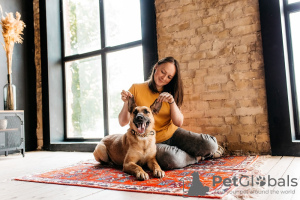 Photos supplémentaires: Bria est un chien que vous n'oublierez pas ! Entre de bonnes mains