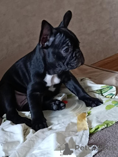 Photo №4. Je vais vendre bouledogue en ville de Nuremberg. annonce privée - prix - 360€