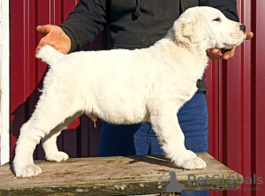 Photos supplémentaires: Chiots de SAO Alabai