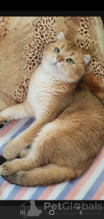 Photo №3. écossais. Fédération de Russie