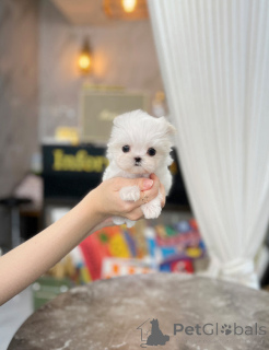 Photo №2 de l'annonce № 148776 de la vente bichon maltais - acheter à La Grande-Bretagne annonce privée