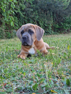 Photo №1. cane corso - à vendre en ville de Michów | 1000€ | Annonce №106780