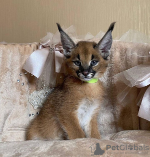 Photos supplémentaires: dostępne kocięta caracal i caracat, savannah f1 i serval