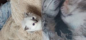 Photo №2 de l'annonce № 136049 de la vente sacré de birmanie - acheter à Espagne de la fourrière, éleveur