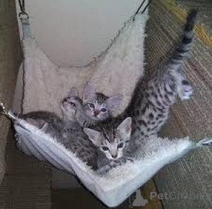 Photo №1. mau égyptien - à vendre en ville de Bruxelles | 500€ | Annonce № 165839