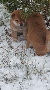 Photo №3. Shiba Inu. Chiots de haute race. Fédération de Russie