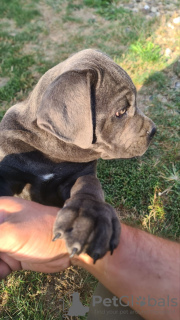 Photos supplémentaires: CANE CORSO beaux chiots