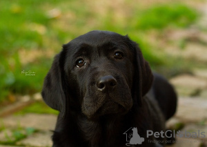 Photo №4. Je vais vendre labrador retriever en ville de Бачка-Паланка.  - prix - négocié