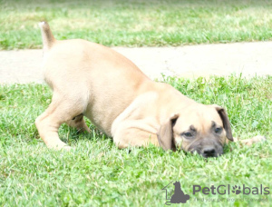 Photos supplémentaires: Chiots Boerboel (Mâtin sud-africain)