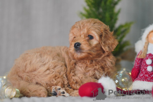 Photo №3. Maltipu F1. Estonie