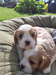 Photo №4. Je vais vendre cocker américain, cocker spaniel anglais, springer anglais, chien bâtard, welsh springer spaniel, épagneul d'eau irlandais, chien d'eau espagnol, cavalier king charles spaniel, cavalier king charles spaniel, clumber spaniel, épagneul russe, épagneul tibétain en ville de Stockholm. annonce privée, de la fourrière, éleveur - prix - 1100€