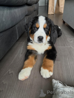 Photo №1. bouvier bernois - à vendre en ville de Munich | négocié | Annonce №168565