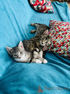 Photo №2 de l'annonce № 146138 de la vente european à poil ras - acheter à Allemagne annonce privée