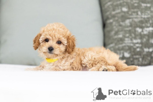 Photo №1. labradoodle - à vendre en ville de Blason | négocié | Annonce №155600