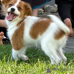 Photo №3. Pumba Adorable chiot Papillon prêt pour une nouvelle maison. Allemagne