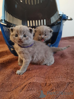 Photo №1. scottish fold - à vendre en ville de Berlin | 350€ | Annonce № 135954