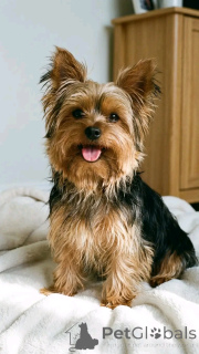 Photo №1.  - à vendre en ville de Ohio | négocié | Annonce №162953