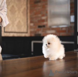 Photo №3. Wunderschöner Pomeranian-Welpe . Allemagne