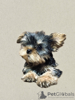 Photo №4. Je vais vendre yorkshire terrier en ville de Tbilissi. annonce privée - prix - négocié