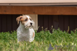 Photos supplémentaires: chiot Jack Russell Terrier