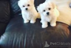 Photo №1. bichon maltais - à vendre en ville de Berlin | Gratuit | Annonce №126957