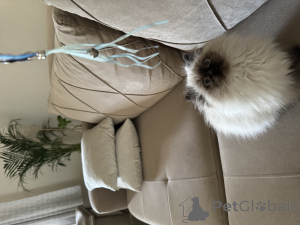 Photo №3. * Chats forestiers sibériens à la recherche de maisons aimantes *. Allemagne