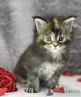 Photo №1. maine coon - à vendre en ville de Baden-Baden | 550€ | Annonce № 163325