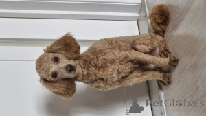 Photo №1. caniche (nain) - à vendre en ville de Minsk | négocié | Annonce №138777