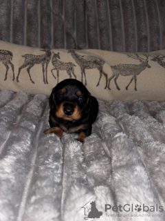 Photo №3. KC Registrier Kurzhaariger Zwergdackel. Allemagne