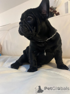 Photo №4. Je vais vendre bouledogue en ville de Innsbruck. annonce privée - prix - négocié