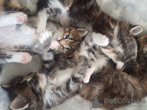 Photo №1. maine coon - à vendre en ville de California | 208€ | Annonce № 37307