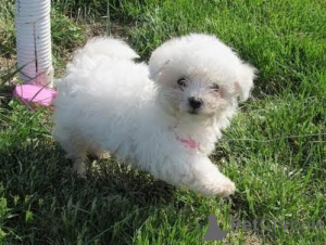 Photo №1. bichon à poil frisé - à vendre en ville de Liberc | négocié | Annonce №170659