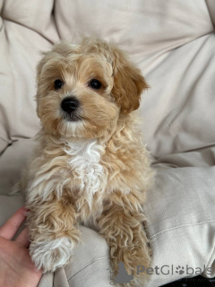 Photo №1.  - à vendre en ville de Berlin | 1500€ | Annonce №143530