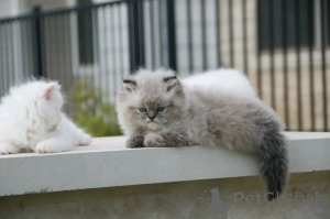 Photo №2 de l'annonce № 138922 de la vente himalayen - acheter à Allemagne éleveur