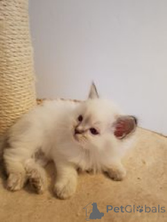 Photo №1. ragdoll - à vendre en ville de Affalterbach | 550€ | Annonce № 163704