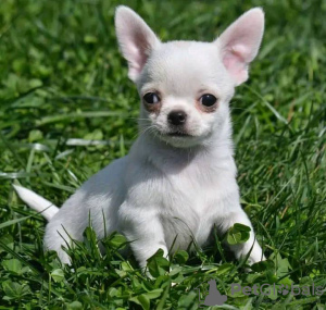 Photo №3. CHIOTS CHIHUAHUA A VENDRE. Canada