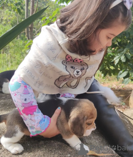 Photo №3. chiot beagle. Allemagne