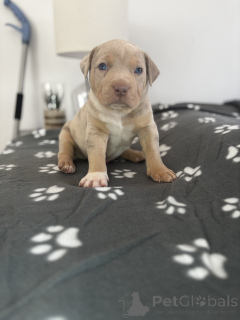 Photo №1. american bully - à vendre en ville de Lègstrup | négocié | Annonce №169991