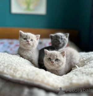 Photo №1. british shorthair - à vendre en ville de Schaanwald | Gratuit | Annonce № 120713