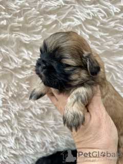 Photo №1. shih tzu - à vendre en ville de Los Angeles | 237€ | Annonce №99263